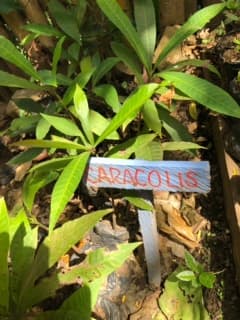 Baby Caracolis