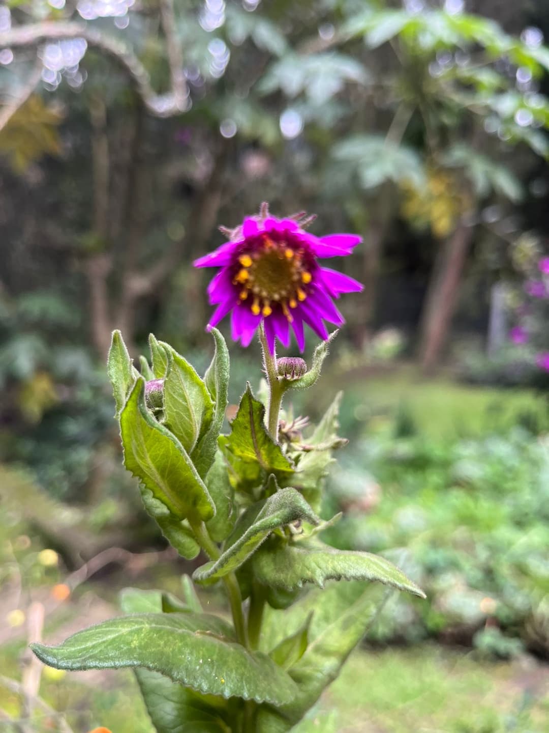 Native Flower