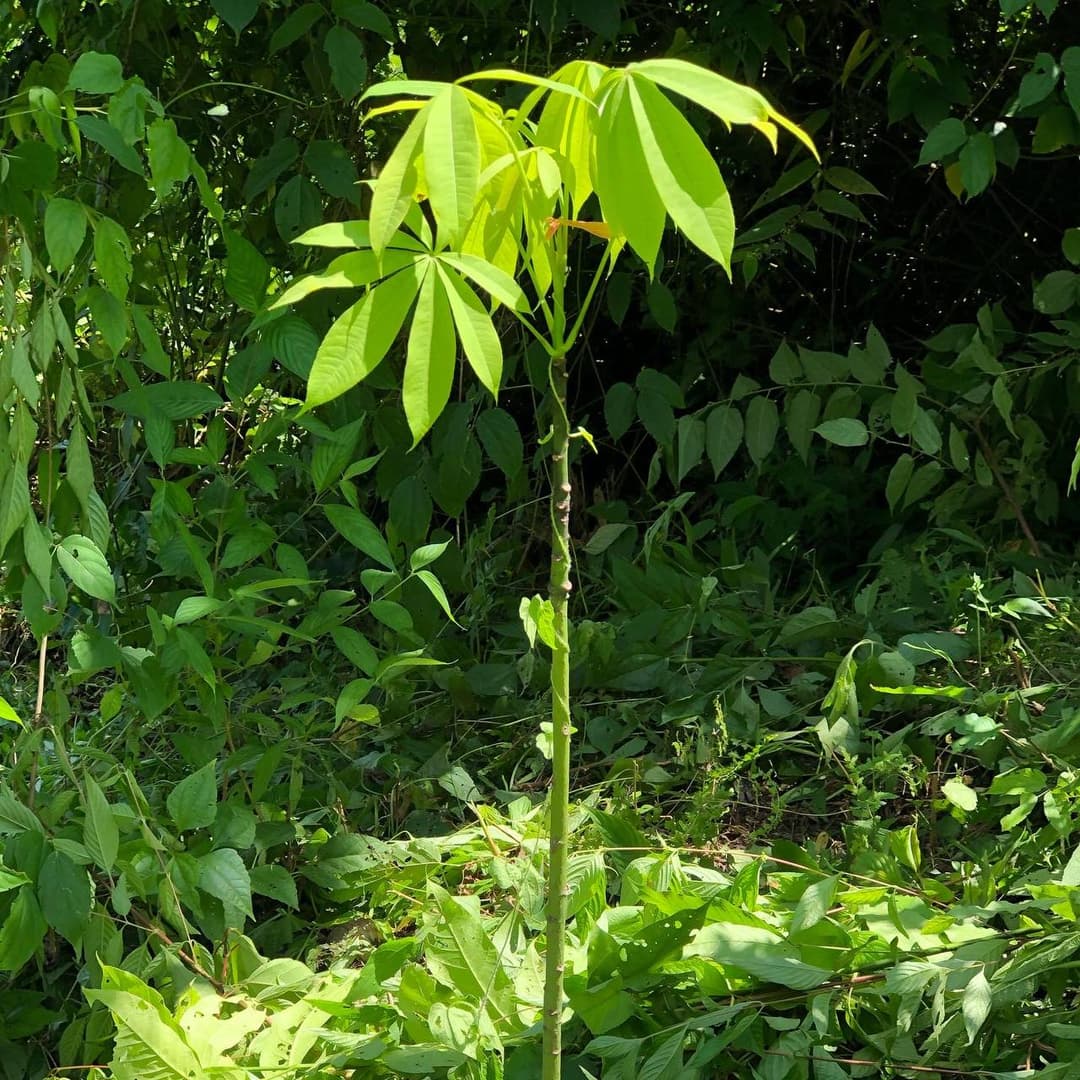 Reach for the Sky